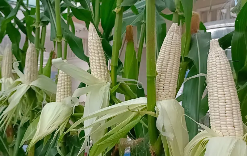 White Maize