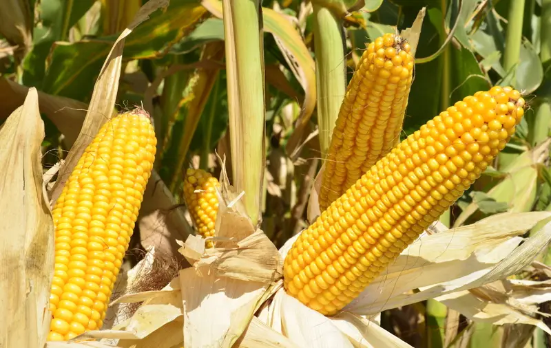 Yellow Maize